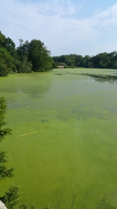 This the Melville Mill Pond in Setauket - once upon a time is was clear of algae. In the last two years it has become quite literally clogged with algae.